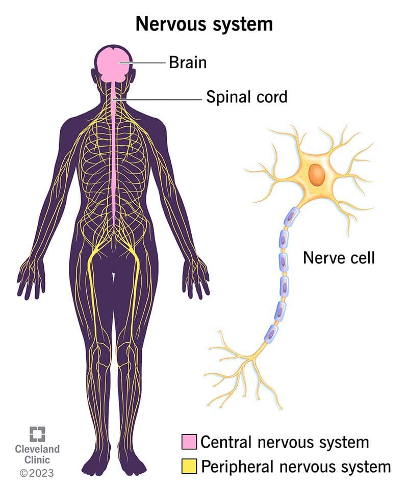 Unlocking the Power of Your Nervous System